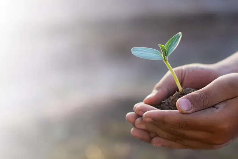 Hände mit Pflanze als metaphorisches Bild für Psychotherapie